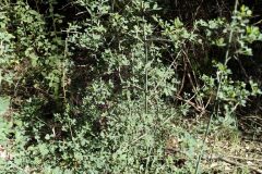 Cytisus spinosus_Jaume Marti CC BY-NC