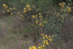 Cytisus spinosus_Neus Julia CC BY-SA