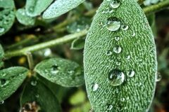 Cytisus villosus_ Diana Gali