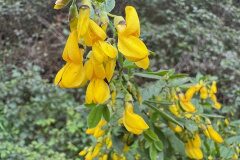 Cytisus villosus_Andres Tello