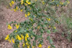 Cytisus villosus_Carles Ibarria CC BY-NC
