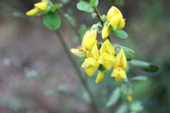 Cytisus villosus_Chus Rodway