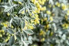 Cytisus villosus_Diana Gali