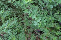 Cytisus villosus_Katarzyna Zarnowiec CC BY-SA