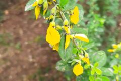 Cytisus villosus_Merce Vallicrosa CC BY-NC