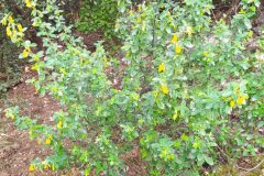 Cytisus villosus_Merce Vallicrosa CC BY-NC