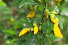 Cytisus villosus_Merce Vallicrosa CC BY-NC