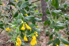 Cytisus villosus_Sonia Garcia CC BY-NC