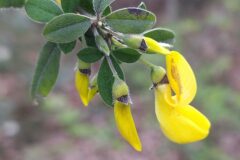 Cytisus villosus_Sonia Garcia CC BY-NC