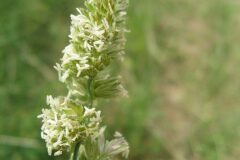 Dactylis glomerata_Jordi Puyuelo