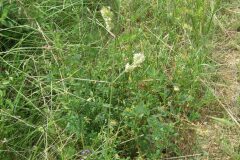 Dactylis glomerata_Jordi Puyuelo