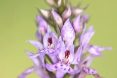 Dactylorhiza fuchsii fuchsii_Joaquim Reberte