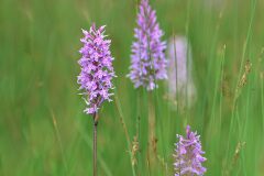 Dactylorhiza fuchsii fuchsii_Joaquim Reberte