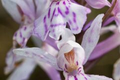 Dactylorhiza fuchsii fuchsii_Joaquim Reberte