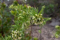 Daphne gnidium_Jaume Marti CC BY-NC