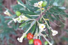 Daphne gnidium_Merce Vallicrosa CC BY-NC