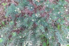 Daphne gnidium_Merce Vallicrosa CC BY-NC