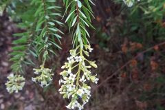 Daphne gnidium_Neus Julia CC BY-SA