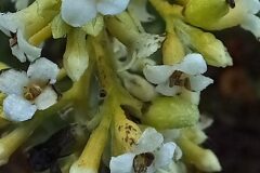 Daphne gnidium_Neus Julia CC BY-SA