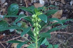 Daphne laureola laureola_Merce Vallicrosa CC BY-NC