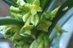 Daphne laureola laureola_Merce Vallicrosa CC BY-NC