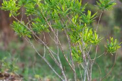 Daphne mezereum mezereum_Joaquim Reberte