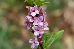 Daphne mezereum mezereum_Joaquim Reberte