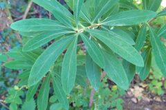 Daphne mezereum mezereum_Merce Vallicrosa CC BY-NC