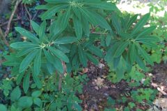 Daphne mezereum mezereum_Merce Vallicrosa CC BY-NC