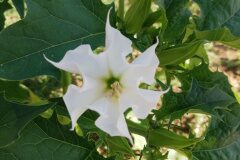 Datura stramonium_Alexandra Perandones