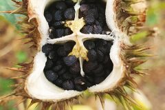 Datura stramonium_Antoni Puig