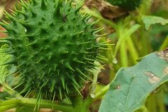 Datura stramonium_Antoni Puig