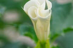 Datura stramonium_JRE8756.jpg
