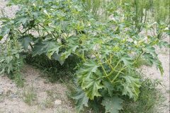 Datura stramonium_Joaquim Reberte