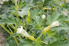 Datura stramonium_Joaquim Reberte