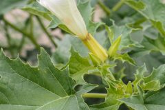 Datura stramonium_Joaquim Reberte