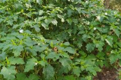 Datura stramonium_Merce Vallicrosa CC BY-NC