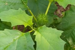 Datura stramonium_Merce Vallicrosa CC BY-NC