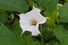 Datura stramonium_Merce Vallicrosa CC BY-NC