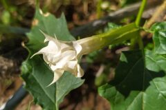 Datura stramonium_Merce Vallicrosa CC BY-NC