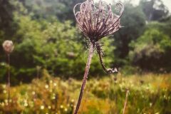 Daucus carota carota_Diana Gali