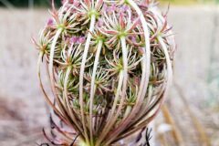 Daucus carota carota_Isabel Gallent