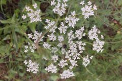 Daucus carota carota_Joanjo Garcia CC BY-NC