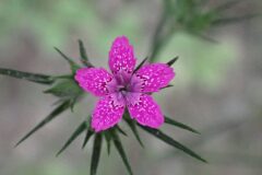 Dianthus armeria armeria_Joanjo Garcia CC BY-NC