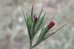 Dianthus armeria armeria_Joanjo Garcia CC BY-NC