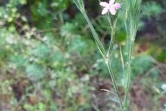 Dianthus armeria armeria_Merce Vallicrosa CC BY-NC