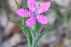 Dianthus armeria armeria_Merce Vallicrosa CC BY-NC