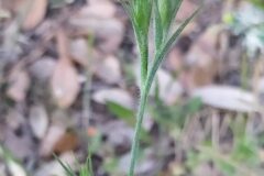 Dianthus armeria armeria_Merce Vallicrosa CC BY-NC