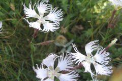 Dianthus hyssopifolius hyssopifolius_Jordi Puyuelo