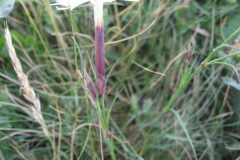 Dianthus hyssopifolius hyssopifolius_Jordi Puyuelo